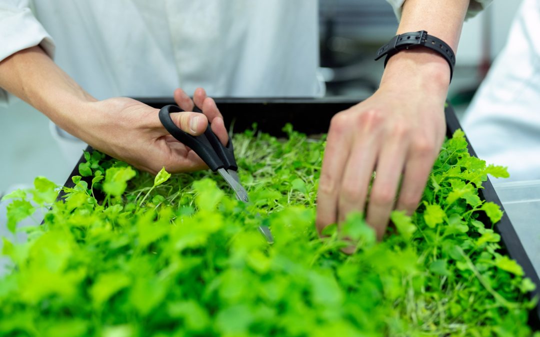 ¿Qué es un Ingeniero Agrónomo? Funciones y Responsabilidades